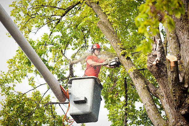 Best Tree Disease Treatment  in Brookville, OH